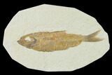 Detailed Fossil Fish (Knightia) - Wyoming #137962-1